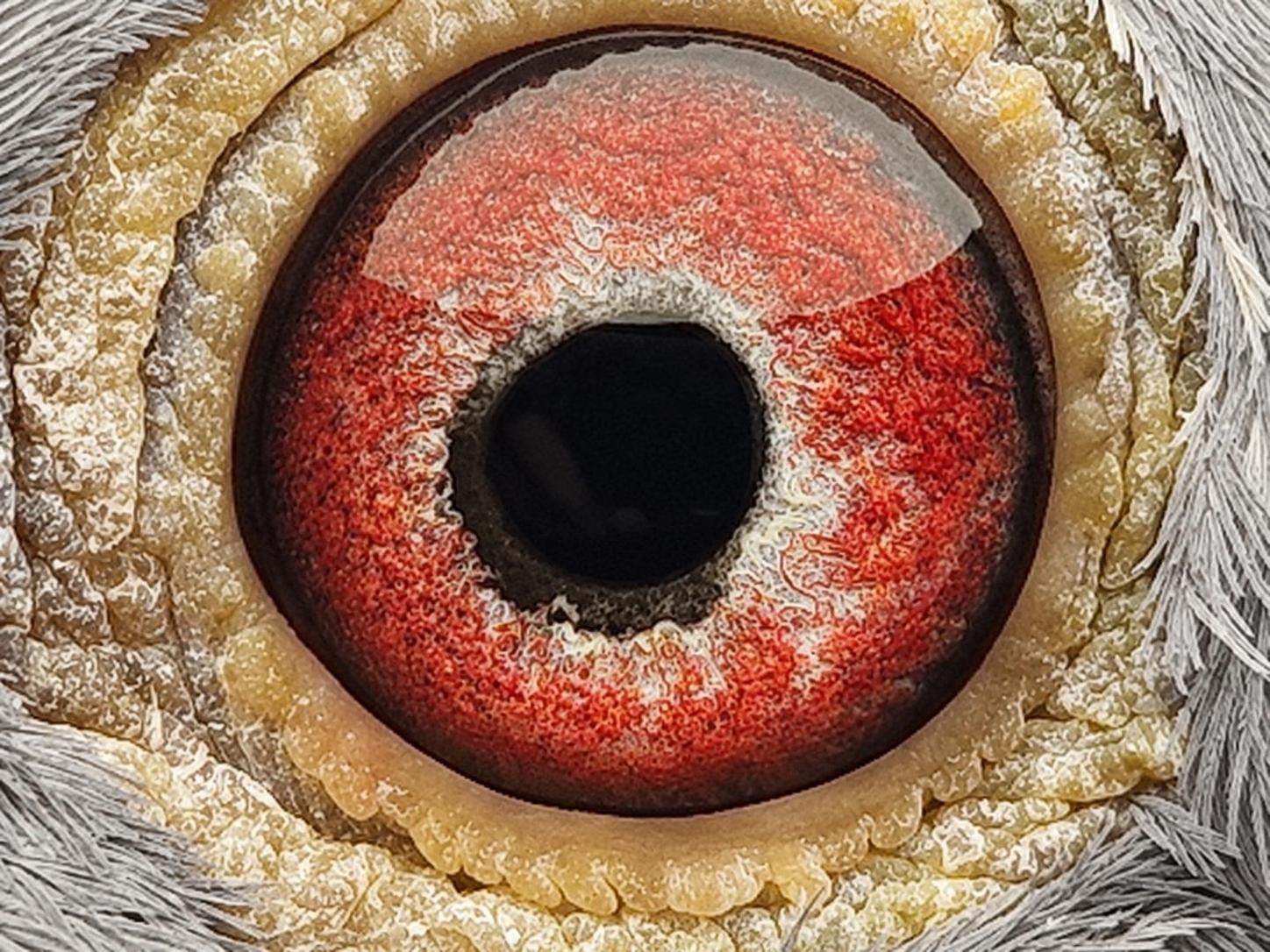Pigeon eye